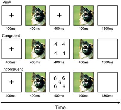 Changing role of the amygdala in affective and cognitive traits between early and late adulthood